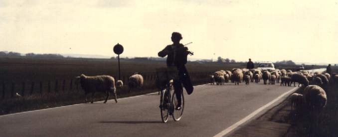 Konzert unter Schafen mit Fahrrad und Geige